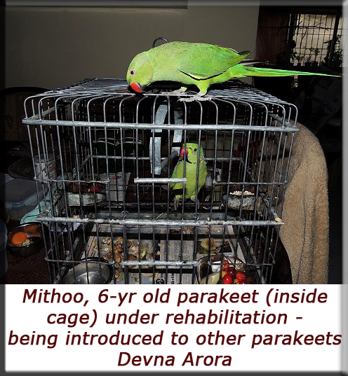 Devna Arora - Captive parakeet being introduced to other parakeets under rehab